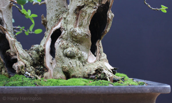 Privet Multi Trunk Bonsai